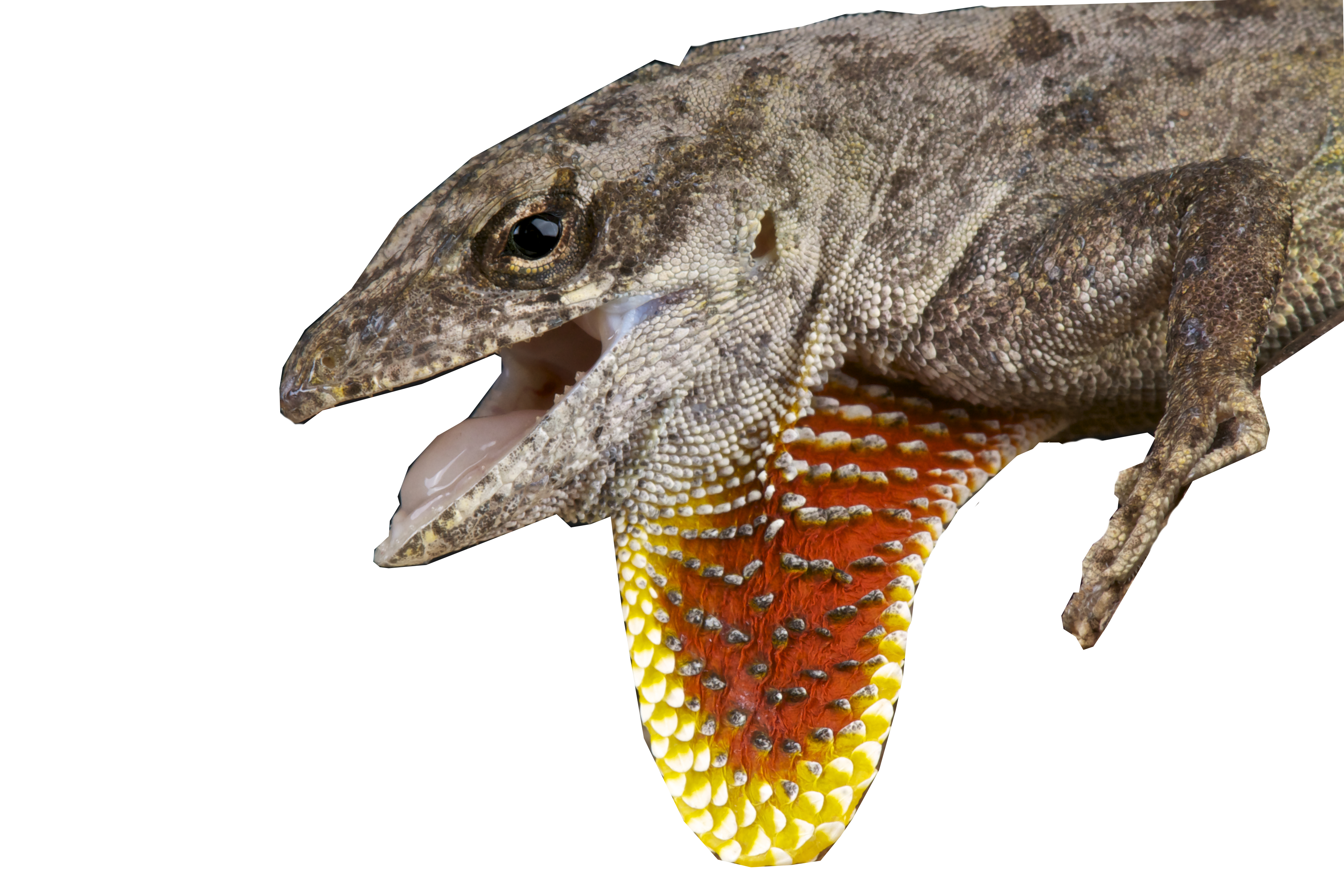 Bruine anolis