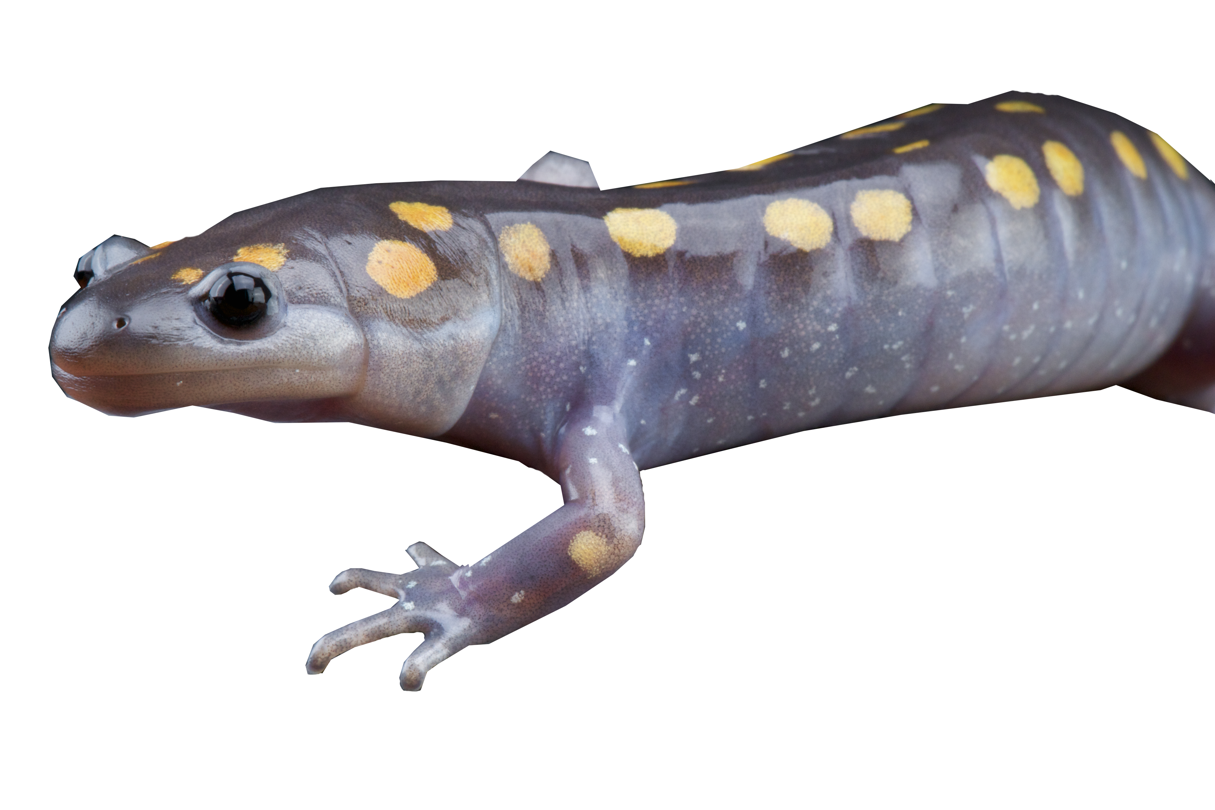 Gevlekte salamander