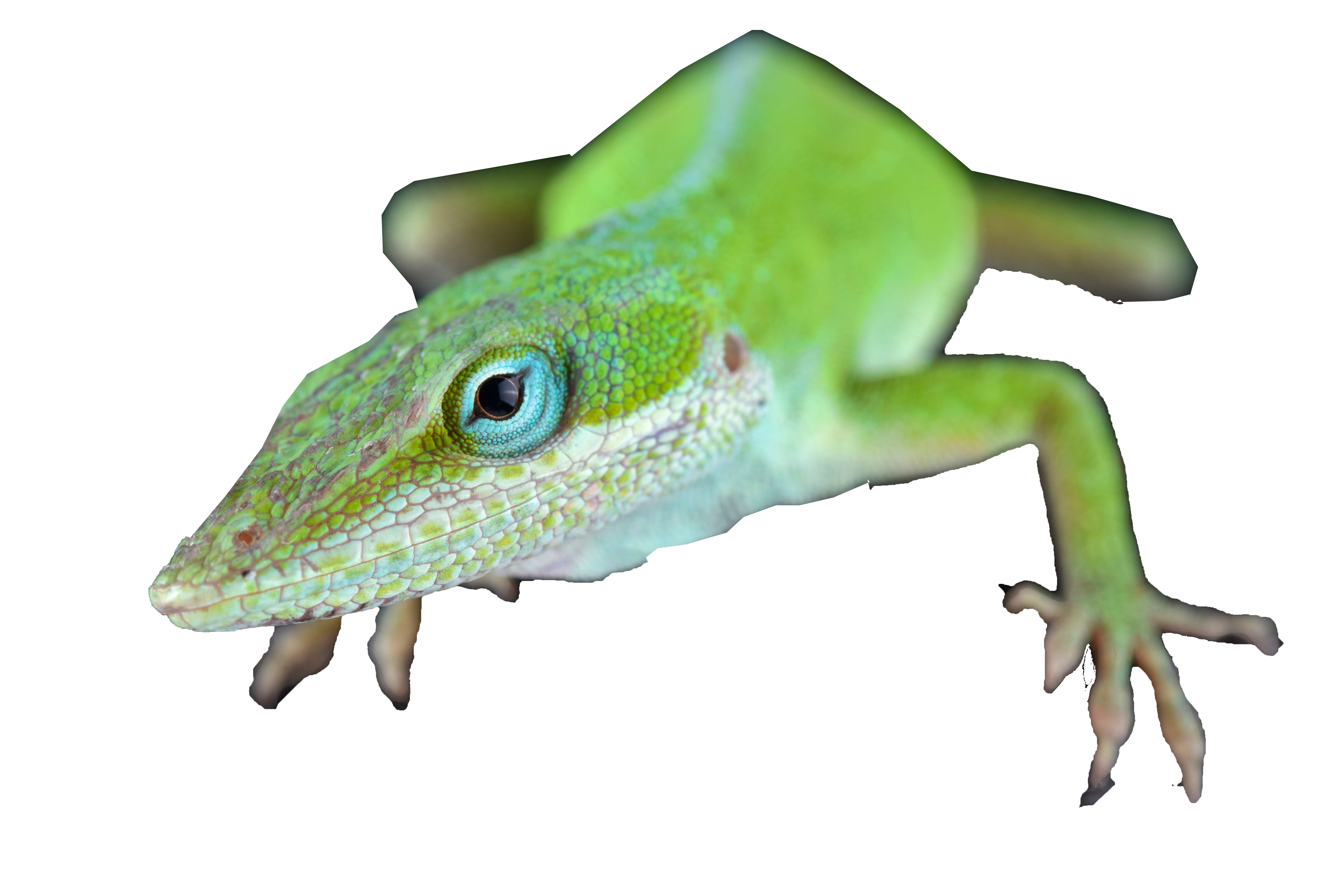 Groene anolis, Roodkeelanolis